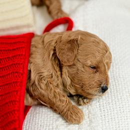 Goldendoodle Puppies from Hygge & Hound by McKenzie
