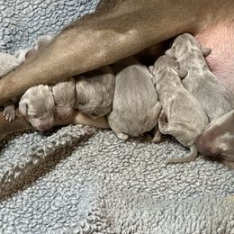 Weimaraner Puppies from Von Luchbach Weimaraners