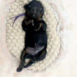 Beauty - Phantom female Bernedoodle puppy in North Carolina from Tuxedo Mountain Doodles