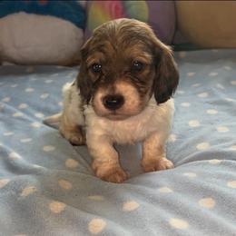 Lucien - Piebald male Dachshund puppy in Spencer, Nebraska from Deer Hollow Dachshunds