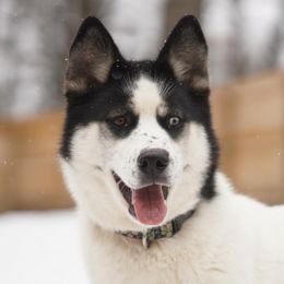 Luna  - Siberian Husky