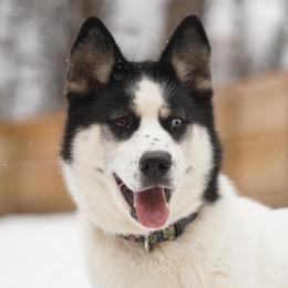Luna  - Siberian Husky
