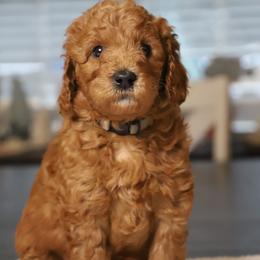 Finnick - Red  male Goldendoodle puppy in Macclenny, Florida from Baker County Goldendoodles
