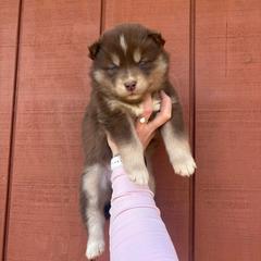 Pink - Red and white female Siberian Husky puppy in Jonesborough, Tennessee from Dry Creek Siberians
