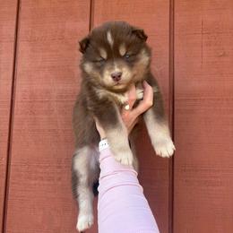 Pink - Red and white female Siberian Husky puppy in Jonesborough, Tennessee from Dry Creek Siberians