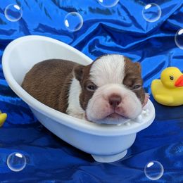Boy 3 - Red male Boston Terrier puppy in Perry, Oklahoma from Sitsler Bostons