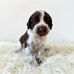 Superior - Liver white and roan male English Springer Spaniel puppy in Elk River, Minnesota from Currahee Fields Springers