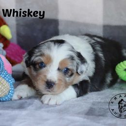Whiskey - Blue merle male Miniature Australian Shepherd puppy in Garden Plain, Kansas from Krazy K Aussies