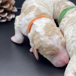 Bernedoodle and Goldendoodle Puppies from Central Florida Bernedoodles