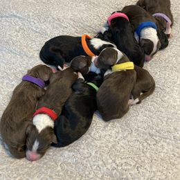 Assorted Doodle Crosses and Bearded Collie Puppies from White Tips Ranch