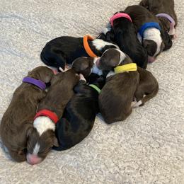 Assorted Doodle Crosses and Bearded Collie Puppies from White Tips Ranch