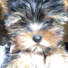 Yorkshire Terrier Puppies from Alaska’s Baby Yorkies