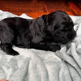 Zuko - Black male Goldendoodle puppy in Glen Daniel, West Virginia from Dani’s Doodles