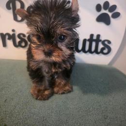 Anchor - Black and tan male Yorkshire Terrier puppy in Clermont, Florida from Bella's Prissy Butts