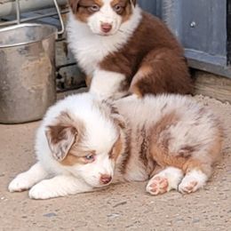 Miniature American Shepherd Puppies from MorningStar Miniature American Shepherds