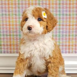Snowflake - Red female Bernedoodle puppy in Russell Springs, Kentucky from 270 Doodles