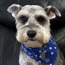 Kaiser - Miniature Schnauzer