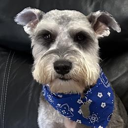 Kaiser - Miniature Schnauzer