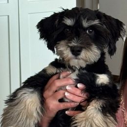 Koko - Havanese