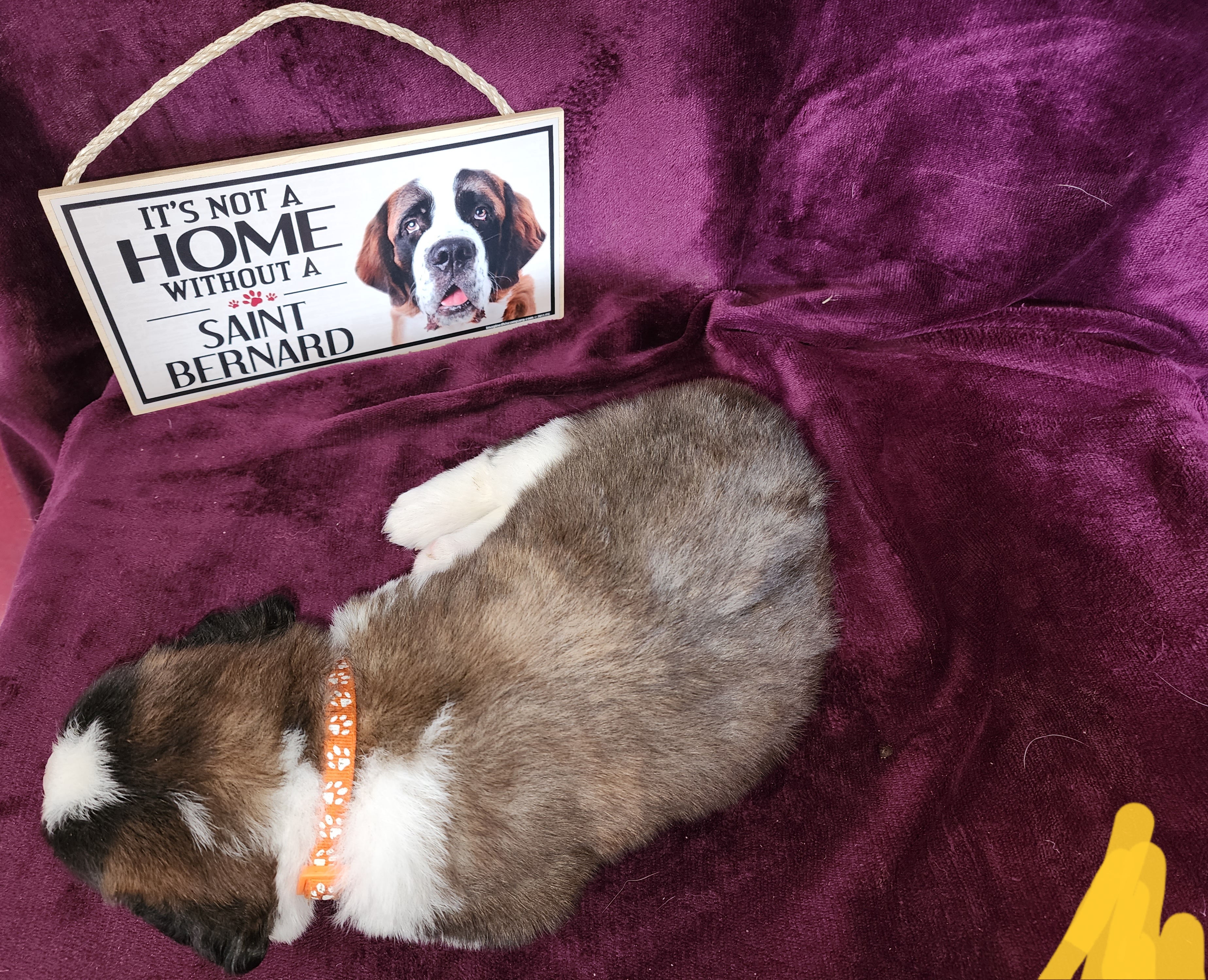 Saint Bernard Puppies from Tonya Tate's Saint Bernards