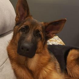 Meeka - Black and red female German Shepherd puppy in Rome, Pennsylvania from Krudup German Shepherds