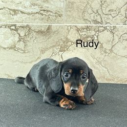 Dachshund Puppies from Bedrock Dachshunds