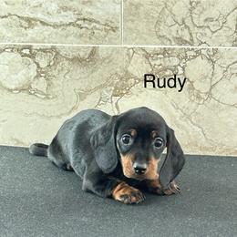 Dachshund Puppies from Bedrock Dachshunds