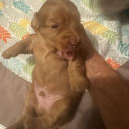 PETEY - Dapple male Dachshund puppy in Polo, Missouri from Blue Tails Farm