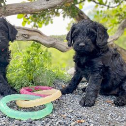Australian Labradoodle Puppies from Starlight Ridge Australian Labradoodles