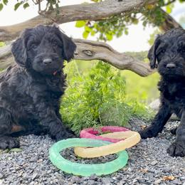 Australian Labradoodle Puppies from Starlight Ridge Australian Labradoodles