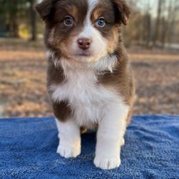 Boy 3 - Red tri-color male Australian Shepherd puppy in Powhatan, Virginia from Ohana Amstaffs and Aussies