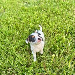 Tiny Marshmallow - Black and white female Chihuahua puppy in Alvord, Texas from Gift of Gods Favor