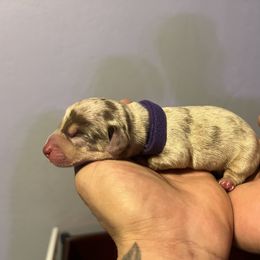 Dachshund Puppies from Justyne Lazalde