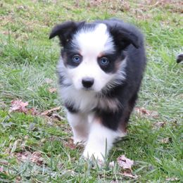 Twenty-five - Black tri Miniature Australian Shepherd puppy in Stevenson, Alabama from Big Coon Little Aussies