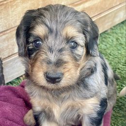 Phantom Merle Girl - Blue merle female Aussiedoodle puppy in Campbell, California from Mini AussieDoodle Puppies