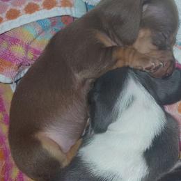 Pumpkin - Chocolate and tan female Dachshund puppy in Indianapolis, Indiana from wiggly weenies