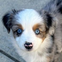 Sapphire - Blue merle female Miniature Australian Shepherd puppy in Shingle Springs, California from Dream Dog Mini Aussies
