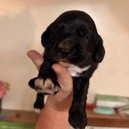 Cracker Jack - Black and white male Cocker Spaniel puppy in Hickory, North Carolina from Homegrown Spaniels