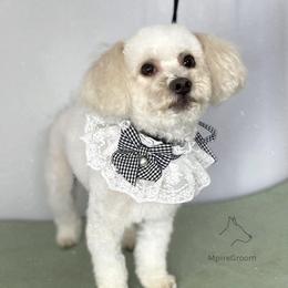 Maltipoo All Grown Up from Julia Ratnikova