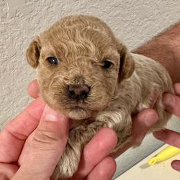 Dumpling - Apricot male Maltipoo puppy in Mabelvale, Arkansas from Durham's Designer Poos