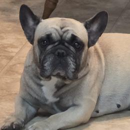 French Bulldogs from Ana Nix