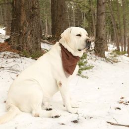 Sky - Labrador Retriever