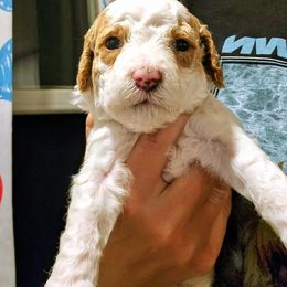 Dottie - Parti female Goldendoodle puppy in Forest, Ohio from Mini Doodle Buddies