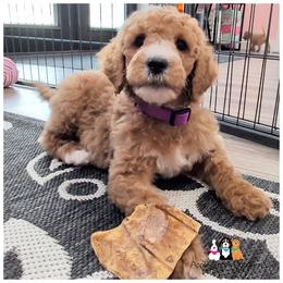 Girl 1 - Red  female Goldendoodle puppy in Jeddo, Michigan from Apple Creek Doodles
