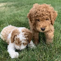 Poodle Puppies from Clegg Poodles