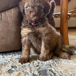 Autumn - Brown and white female Aussiedoodle puppy in Ellenburg Center, New York from Kristin's Puppies