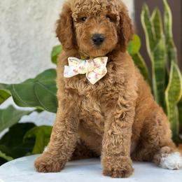 Galaxy. Yellow collar - Apricot female Goldendoodle puppy in Placentia, California from Zari Benji Doodles