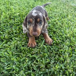 Blue - Dapple male Dachshund puppy in Anaheim, California from SoCal Mini Dachshunds