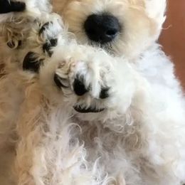 Goldendoodles from Helix Hills Goldendoodles