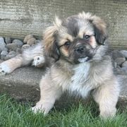 Tibetan Spaniels from Trinity Tibetan Spaniels
